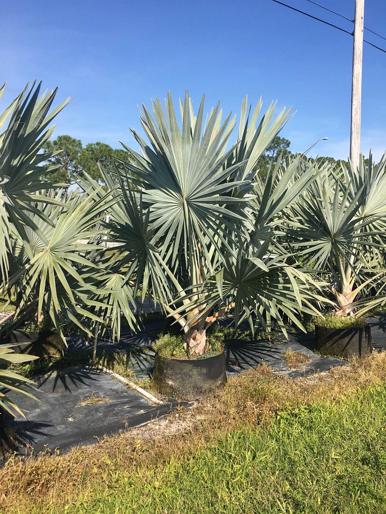 bismarckia-nobilis-silver-select-bismarck-palm