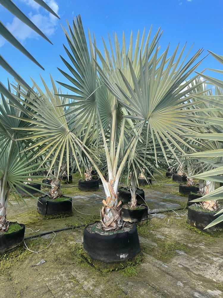 bismarckia-nobilis-silver-select-bismarck-palm