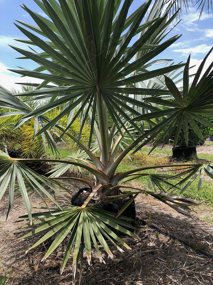 bismarckia-nobilis-silver-select-bismarck-palm