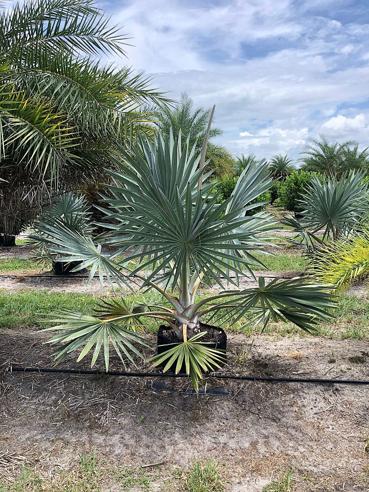 bismarckia-nobilis-silver-select-bismarck-palm