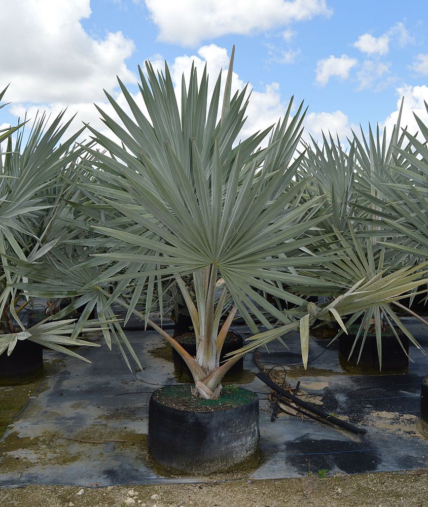 bismarckia-nobilis-silver-select-bismarck-palm