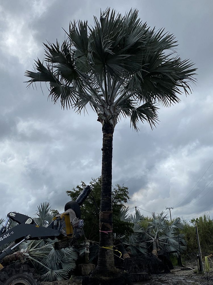 bismarckia-nobilis-silver-select-bismarck-palm