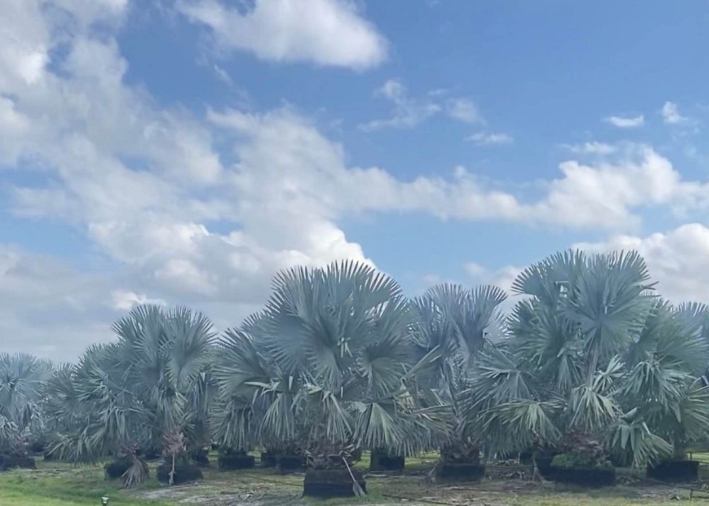 bismarckia-nobilis-silver-select-bismarck-palm