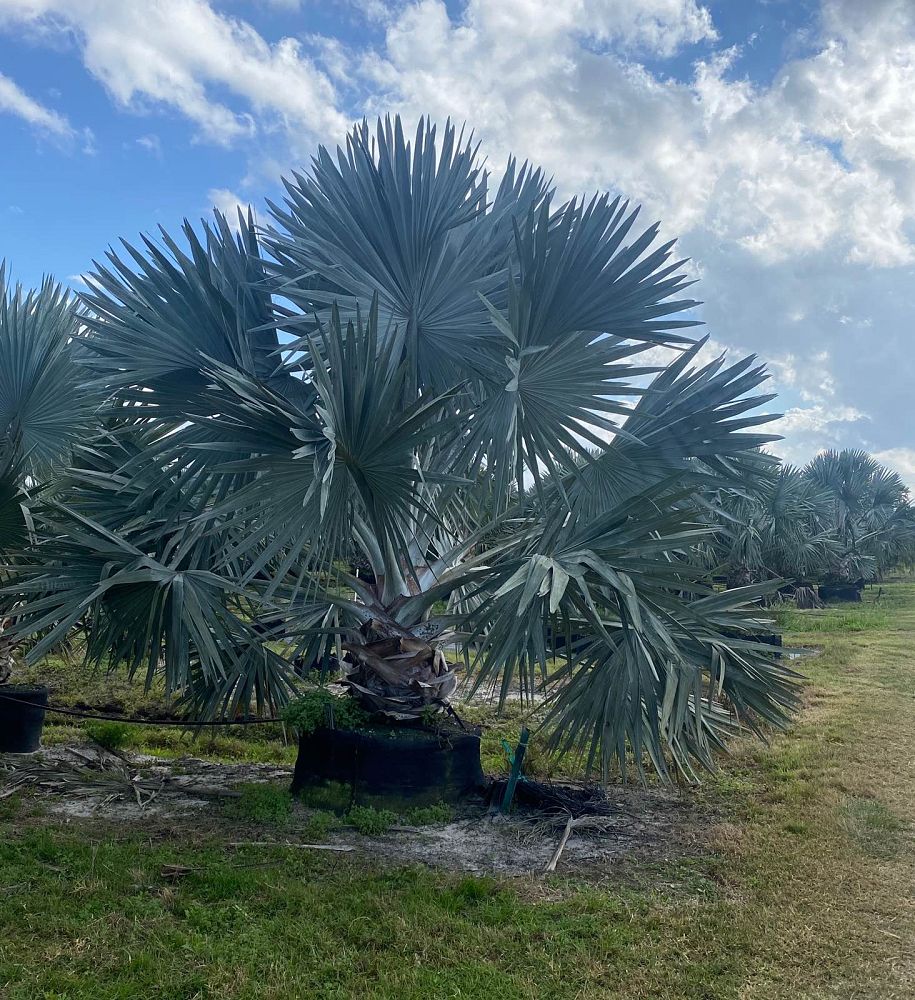 bismarckia-nobilis-silver-select-bismarck-palm