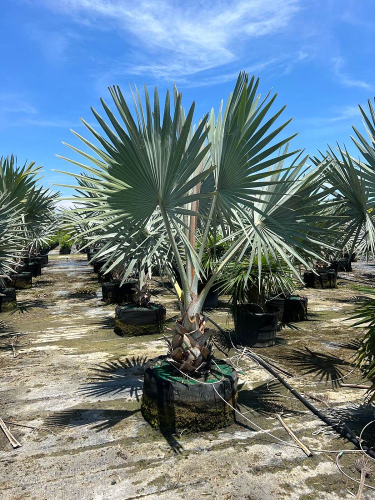bismarckia-nobilis-silver-select-bismarck-palm