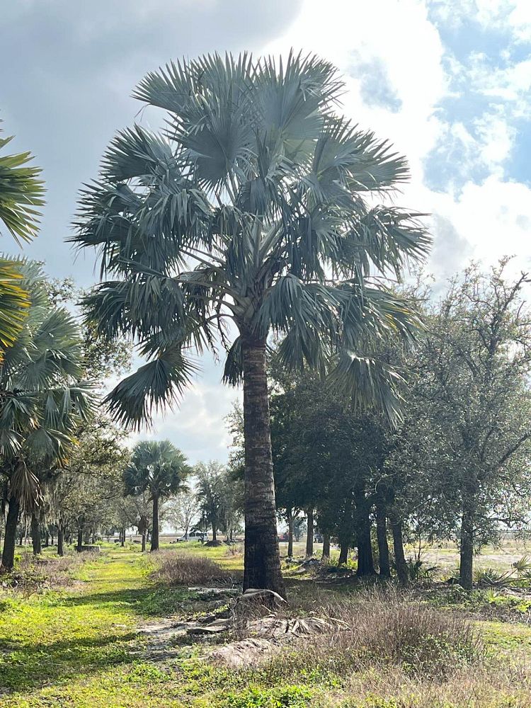 bismarckia-nobilis-silver-select-bismarck-palm
