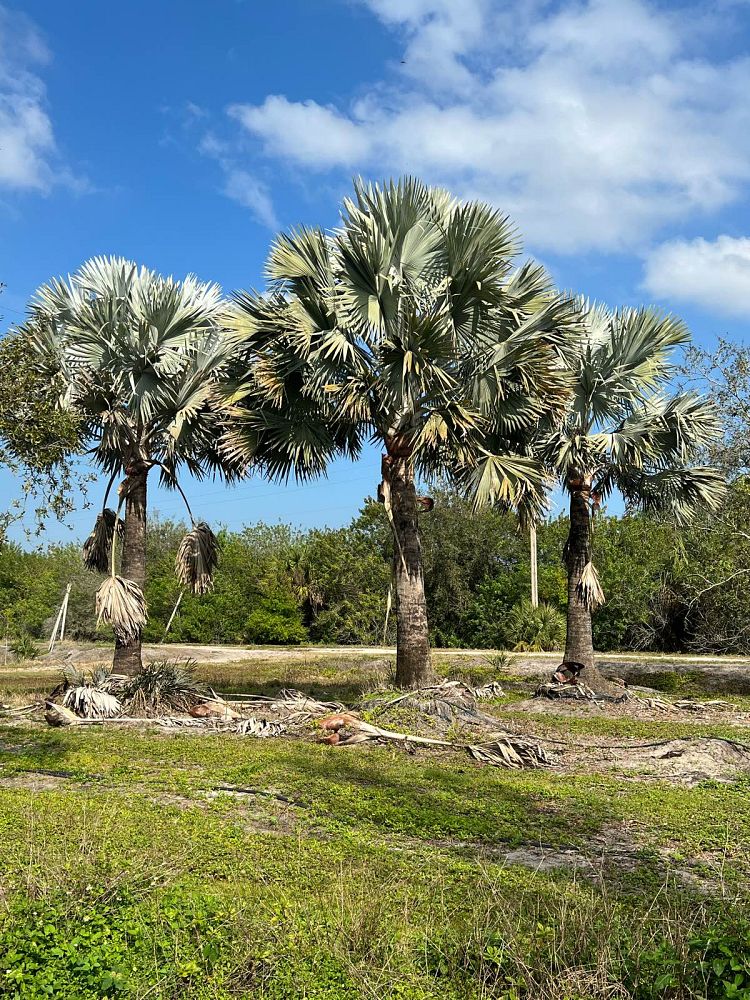 bismarckia-nobilis-silver-select-bismarck-palm