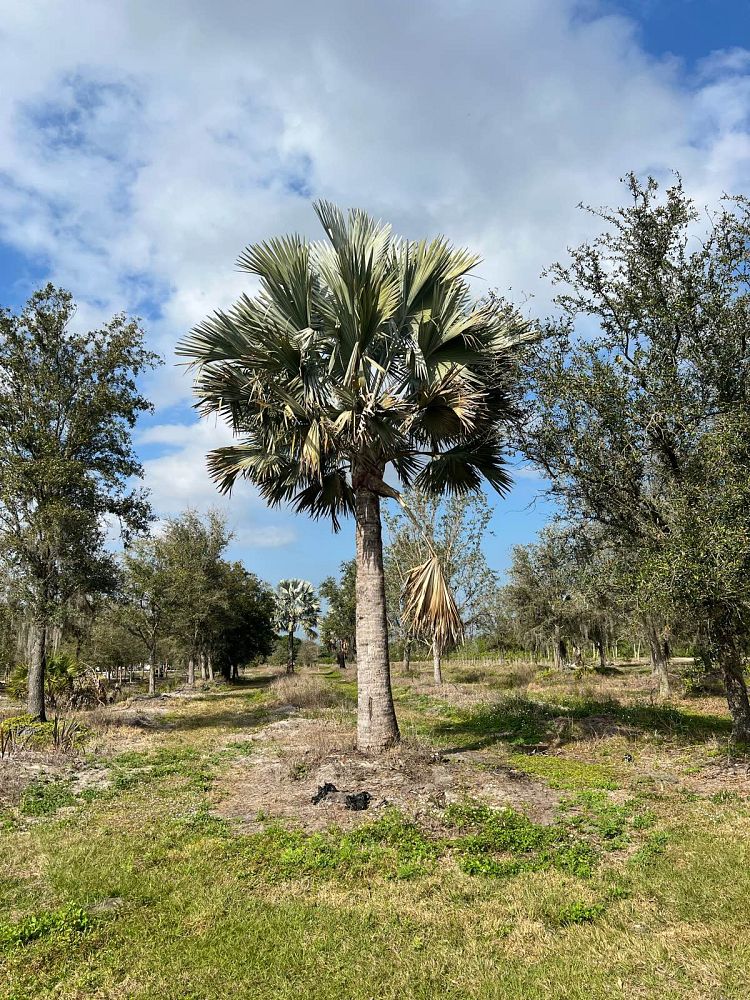 bismarckia-nobilis-silver-select-bismarck-palm