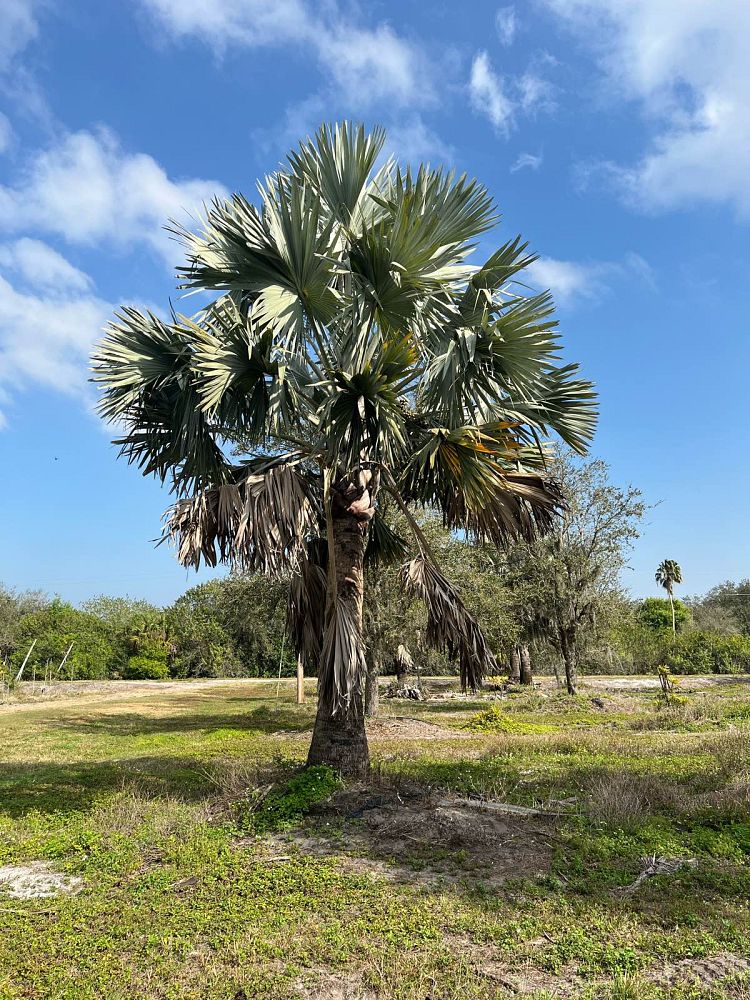 bismarckia-nobilis-silver-select-bismarck-palm
