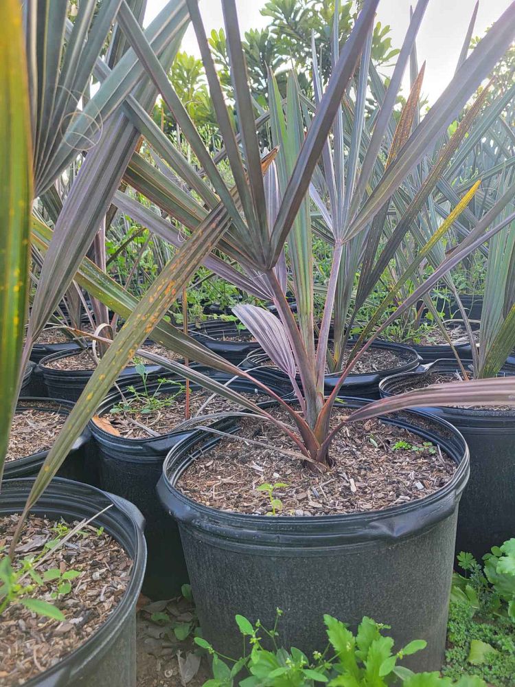 bismarckia-nobilis-silver-select-bismarck-palm