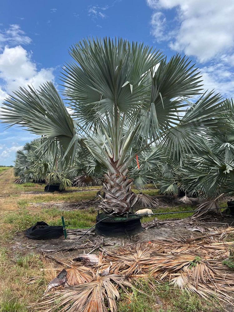 bismarckia-nobilis-silver-select-bismarck-palm
