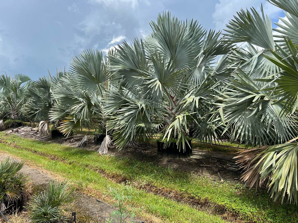 bismarckia-nobilis-silver-select-bismarck-palm