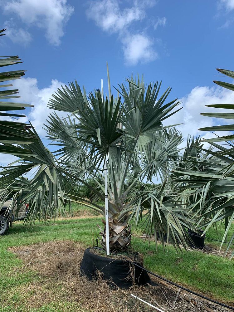 bismarckia-nobilis-silver-select-bismarck-palm