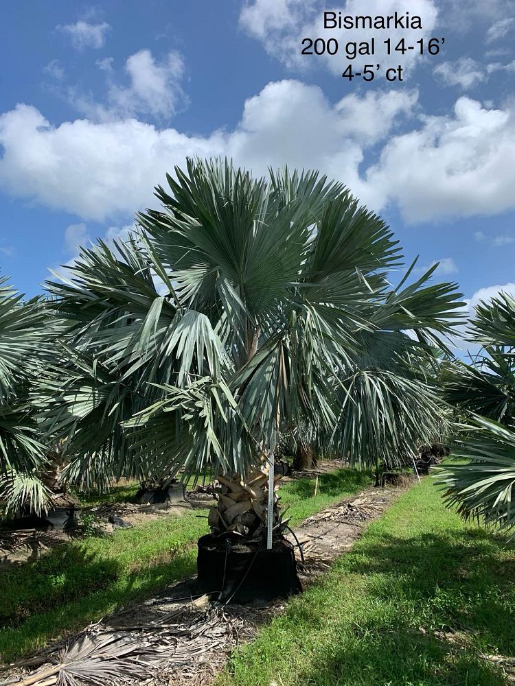bismarckia-nobilis-silver-select-bismarck-palm