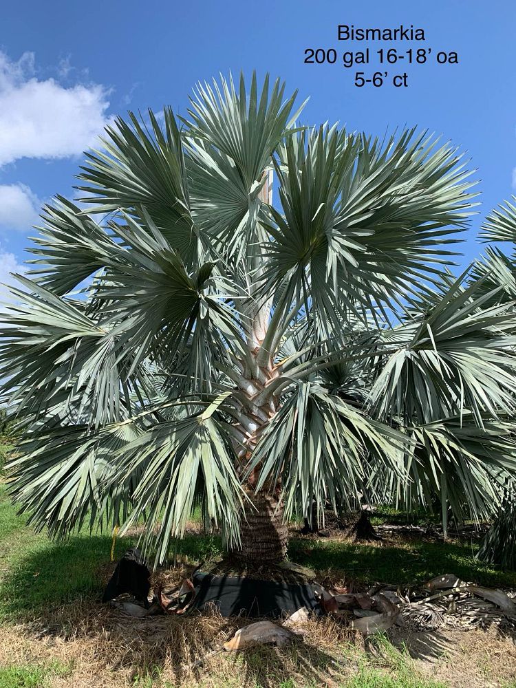 bismarckia-nobilis-silver-select-bismarck-palm