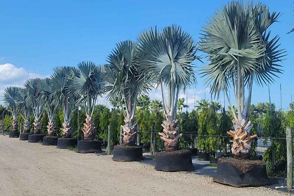 bismarckia-nobilis-silver-select-bismarck-palm