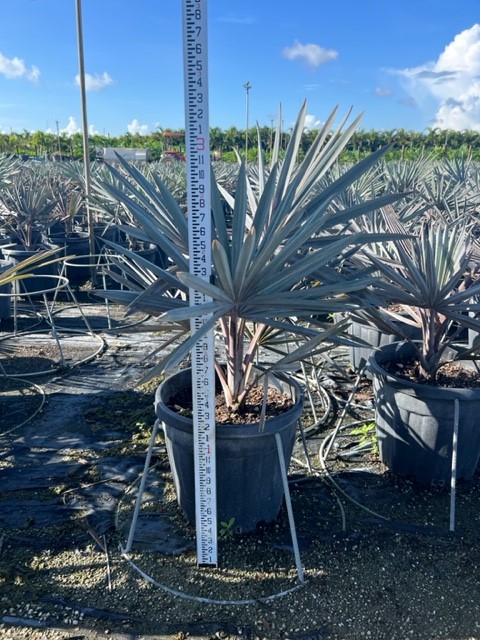 bismarckia-nobilis-silver-select-bismarck-palm