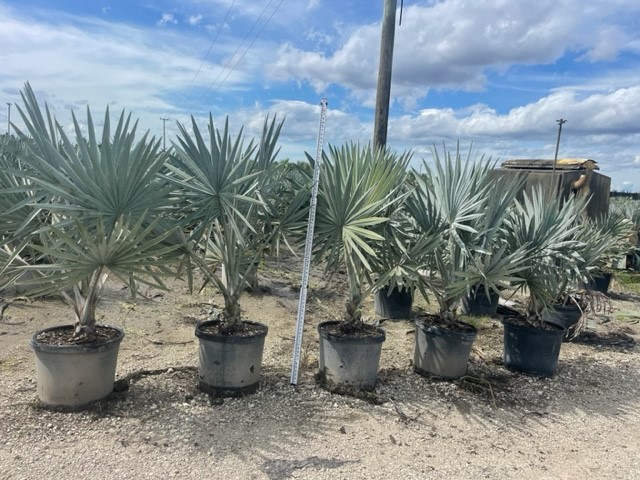 bismarckia-nobilis-silver-select-bismarck-palm