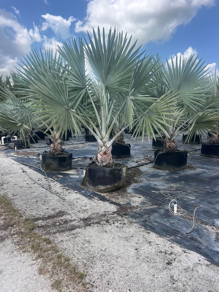 bismarckia-nobilis-silver-select-bismarck-palm