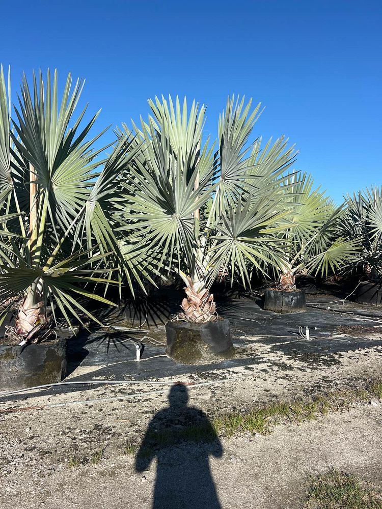 bismarckia-nobilis-silver-select-bismarck-palm