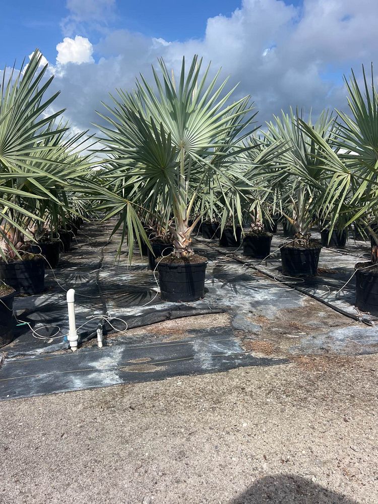 bismarckia-nobilis-silver-select-bismarck-palm