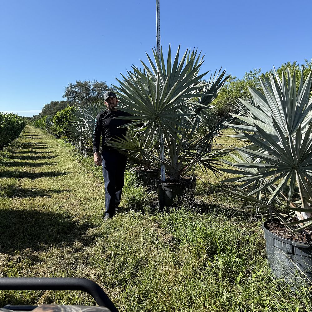 bismarckia-nobilis-silver-select-bismarck-palm