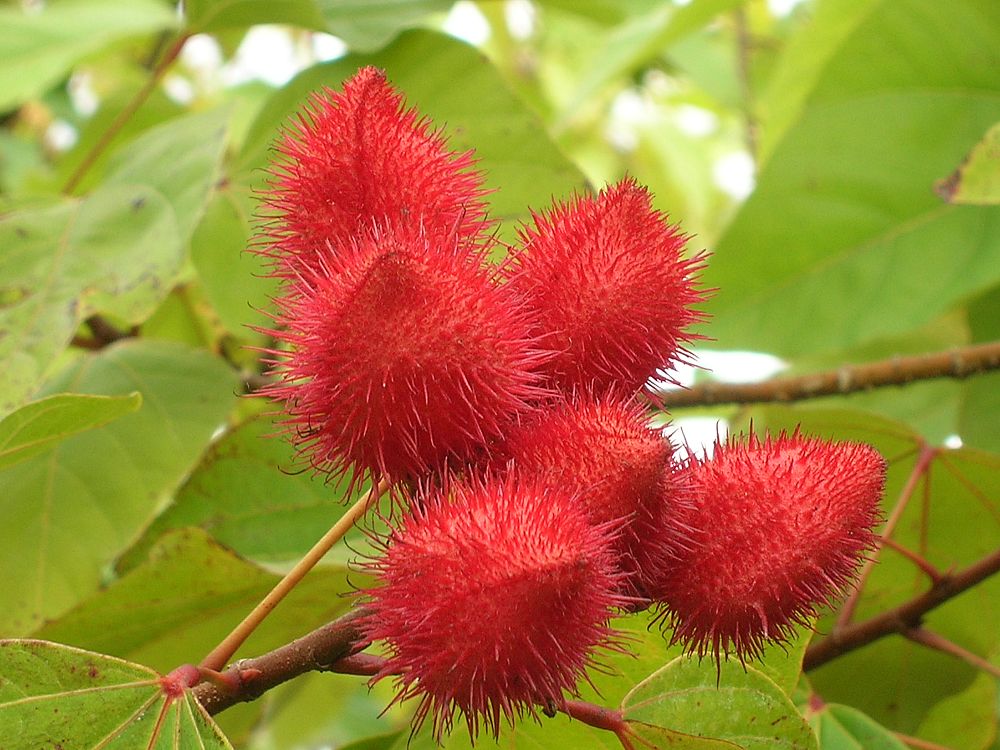 bixa-orellana-annatto