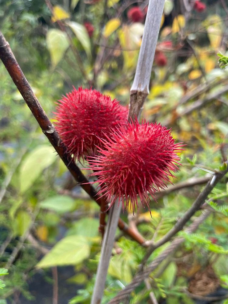 bixa-orellana-annatto