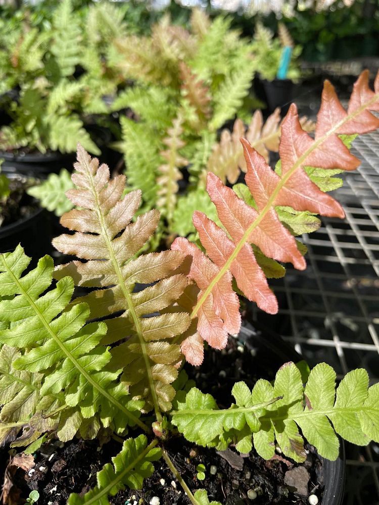 blechnum-brasiliense-brazilian-tree-fern