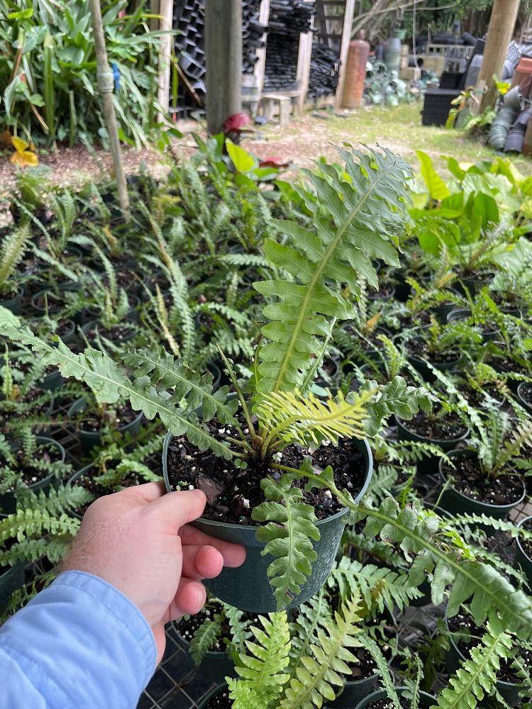 blechnum-brasiliense-brazilian-tree-fern