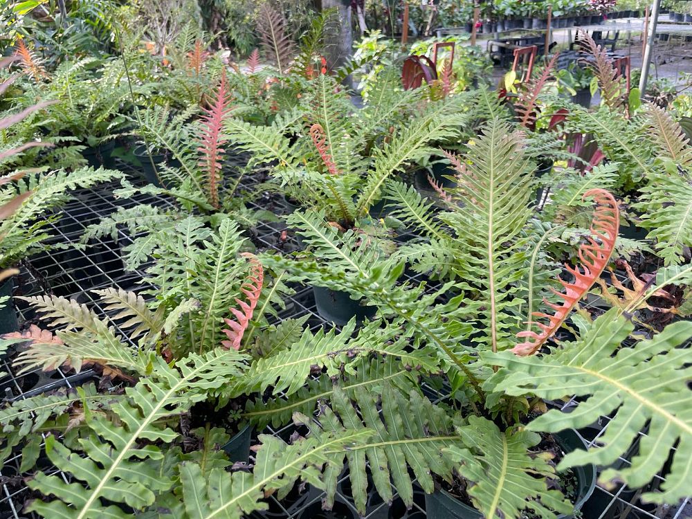 blechnum-brasiliense-brazilian-tree-fern