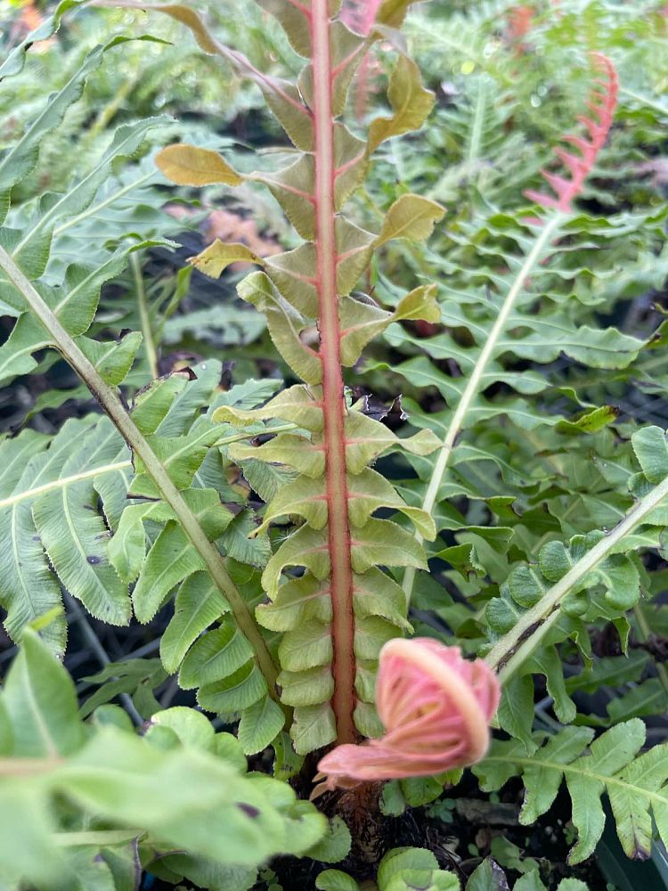 blechnum-brasiliense-brazilian-tree-fern