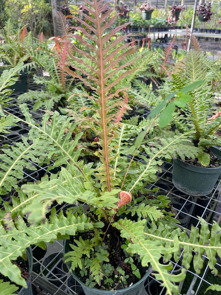 blechnum-brasiliense-brazilian-tree-fern