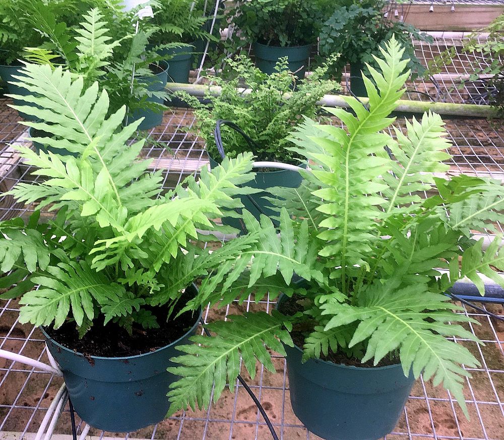 blechnum-gibbum-silver-lady-fern-dwarf-tree-fern