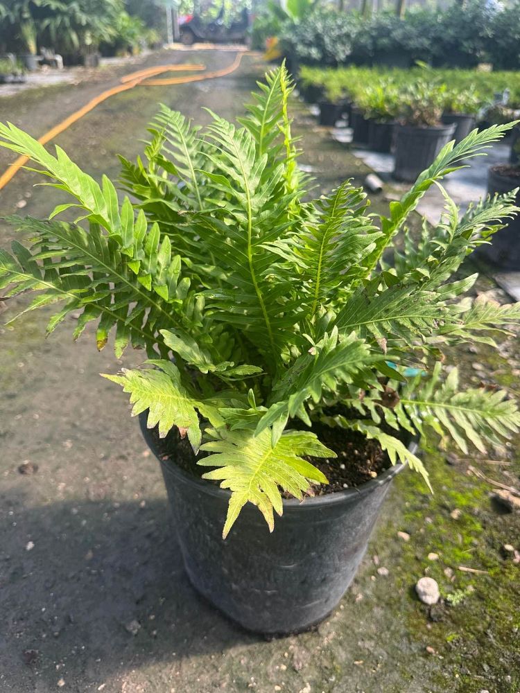 blechnum-gibbum-silver-lady-fern-dwarf-tree-fern