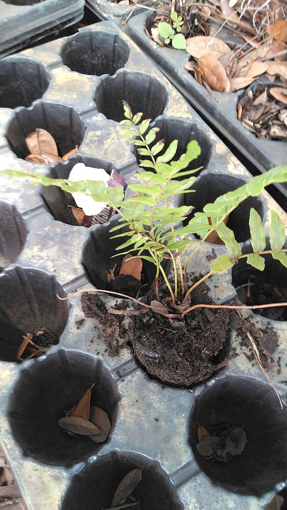 blechnum-serrulatum-swamp-fern