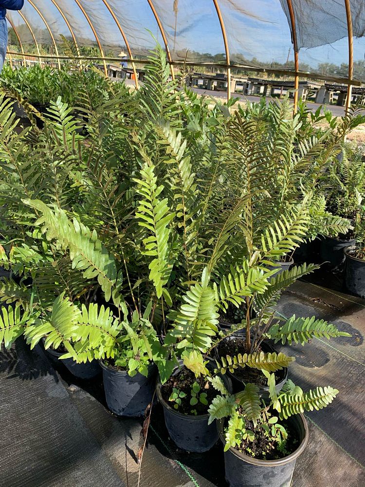 blechnum-serrulatum-swamp-fern