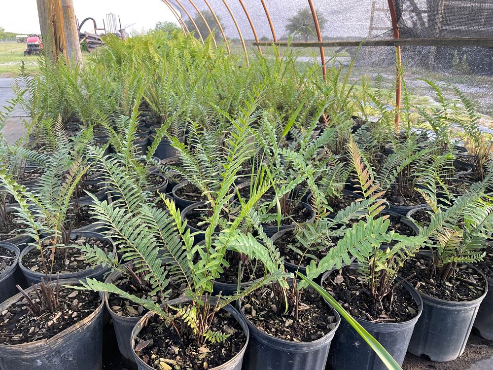 blechnum-serrulatum-swamp-fern