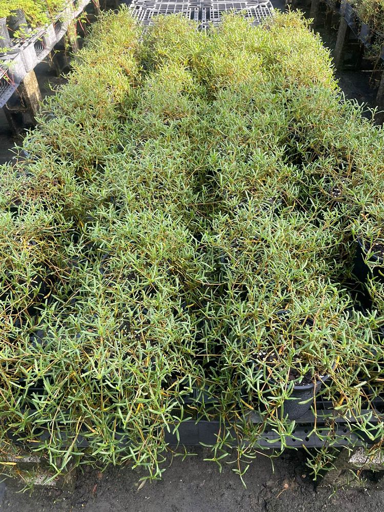 blutaparon-vermiculare-silverhead-samphire-philoxerus-vermicularis