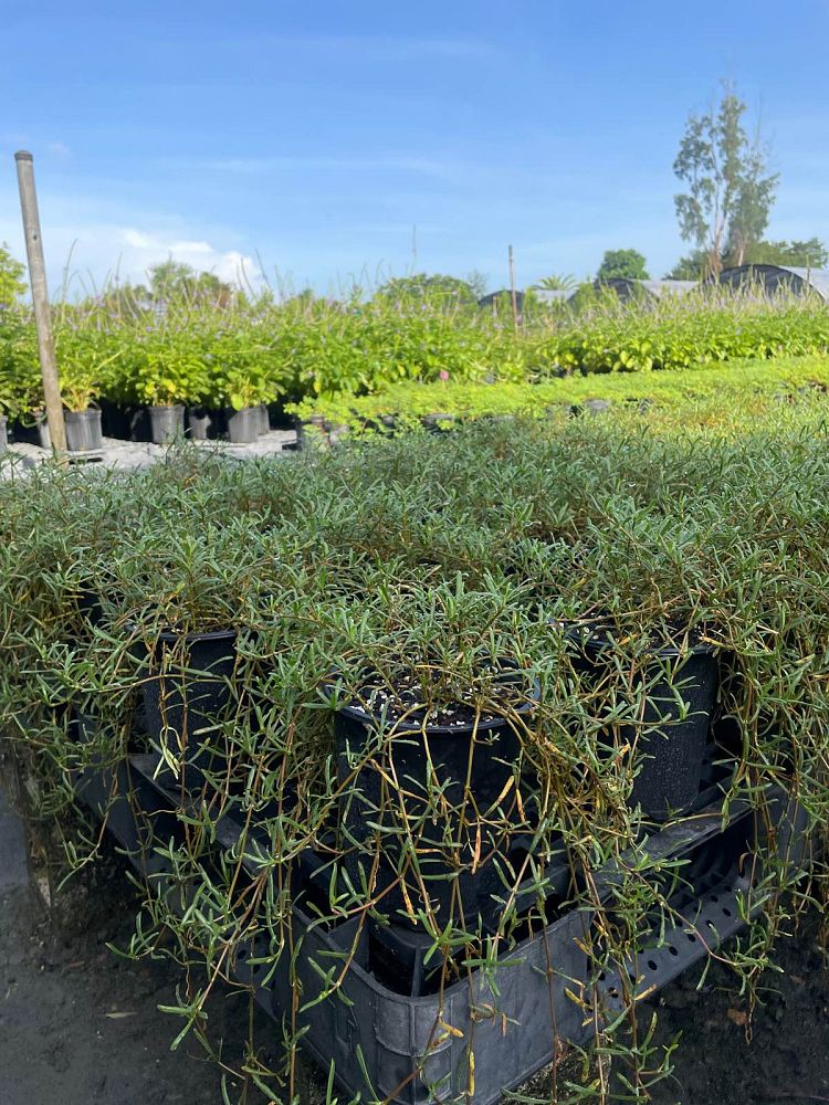 blutaparon-vermiculare-silverhead-samphire-philoxerus-vermicularis
