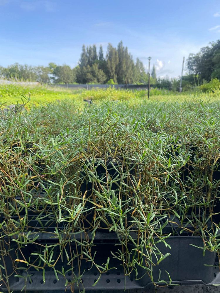 blutaparon-vermiculare-silverhead-samphire-philoxerus-vermicularis