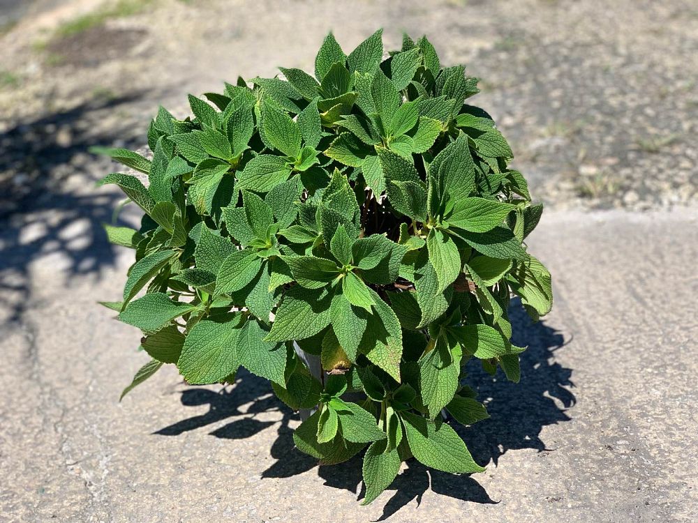 boehmeria-biloba-false-nettle