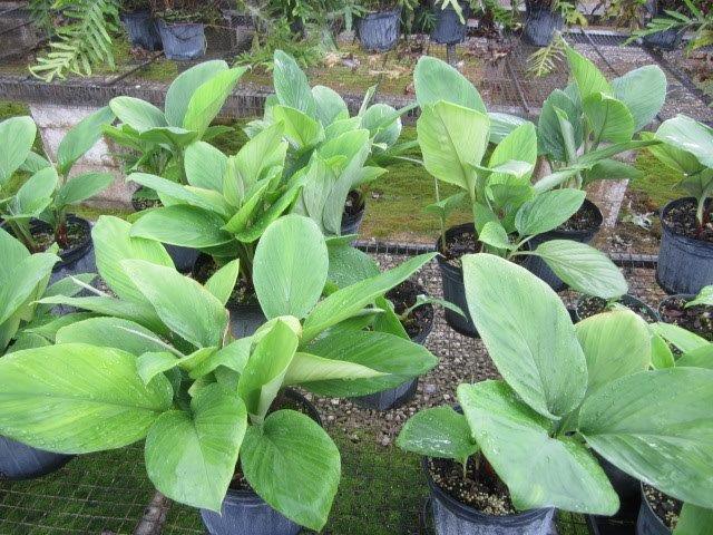 boesenbergia-rotunda-ginger-edible-chinese-fingers