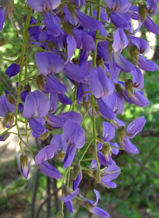 bolusanthus-speciosus-wild-wisteria