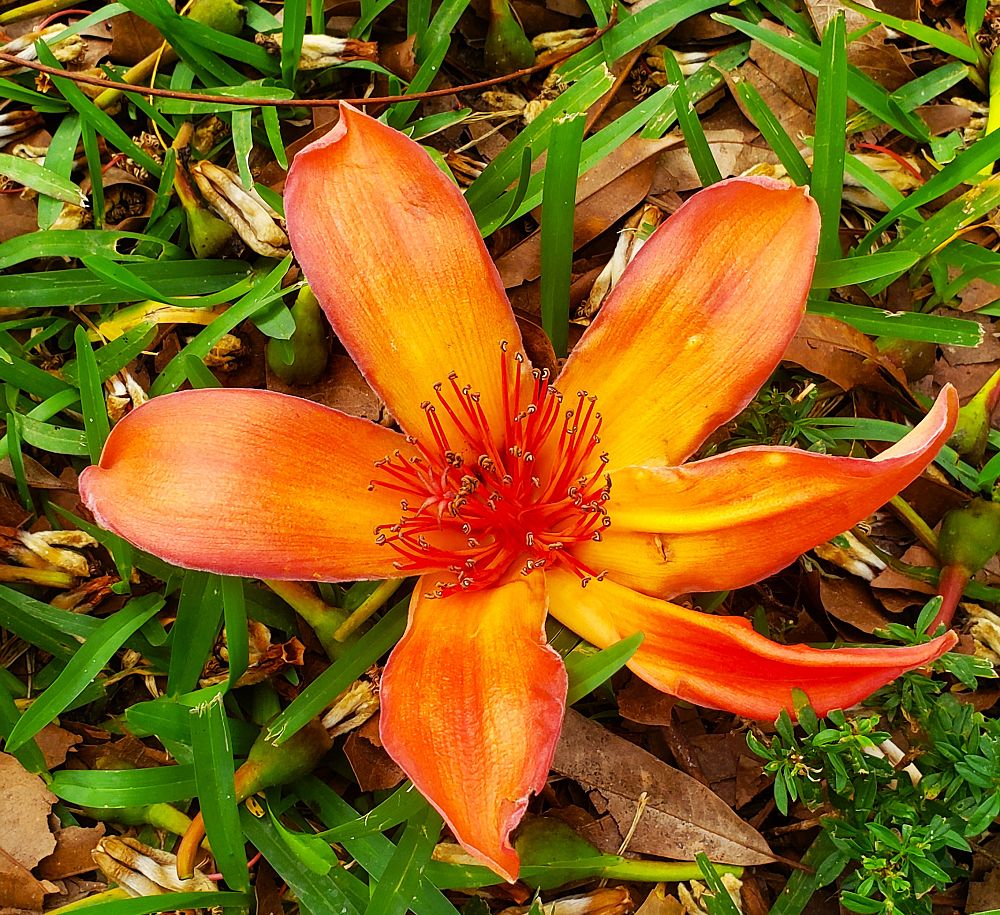 bombax-ceiba-orange-glow