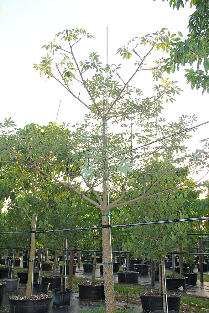 bombax-ceiba-orange-yellow-hybrid-silk-cotton-bombax-malabaricum-red-cotton-tree