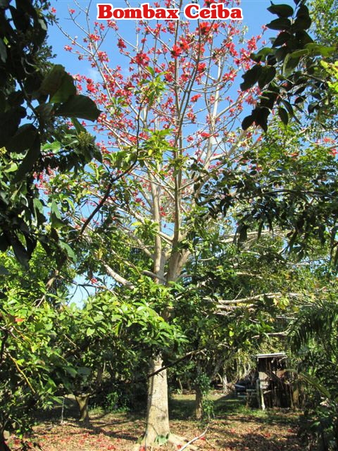 bombax-ceiba-orange-yellow-hybrid-silk-cotton-bombax-malabaricum-red-cotton-tree