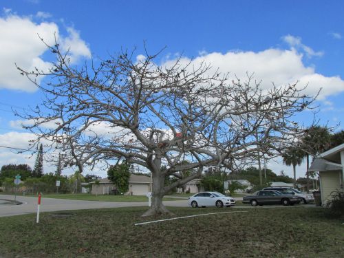 bombax-ceiba-orange-yellow-hybrid-silk-cotton-bombax-malabaricum-red-cotton-tree