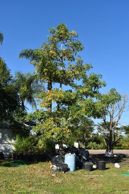 bombax-ceiba-orange-yellow-hybrid-silk-cotton-bombax-malabaricum-red-cotton-tree