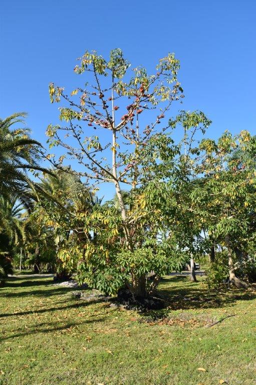bombax-ceiba-orange-yellow-hybrid-silk-cotton-bombax-malabaricum-red-cotton-tree